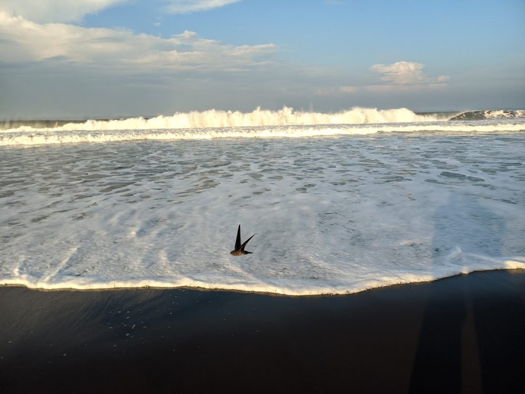 Pantai Paseban - Info Tiket Masuk, Foto, Rute, Ulasan Pantai Paseban - Info Tiket Masuk, Foto, Rute, Ulasan