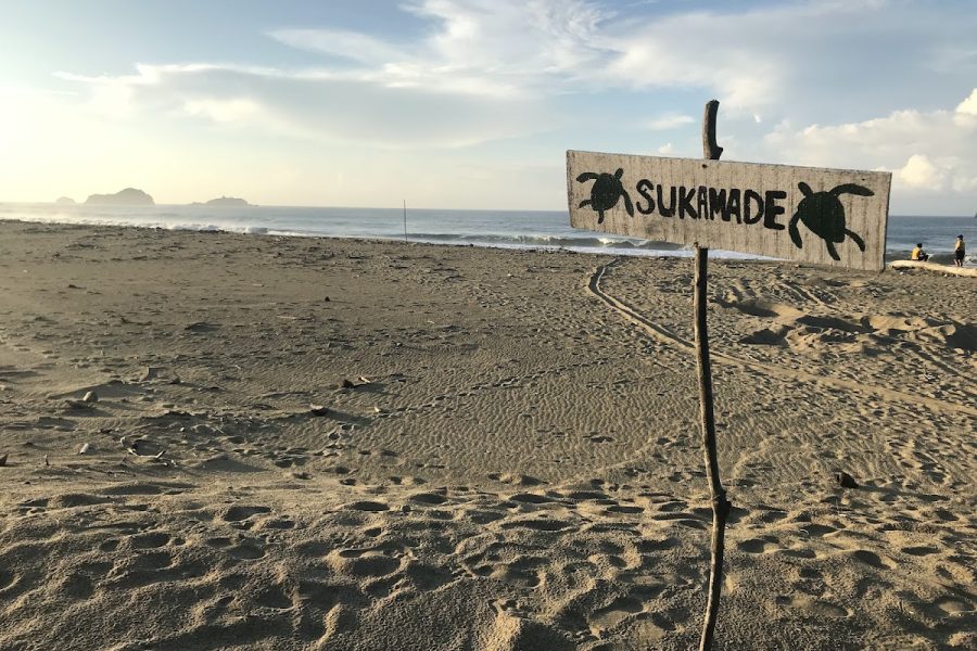 Pantai Sukamade - Info Tiket Masuk, Foto, Rute, Ulasan